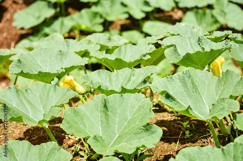 Leaves of young tiny Japanese pumpkin or dwarf pumpkin with the yellow flowers on the vine in farm. Other called it winter or autumn squash.