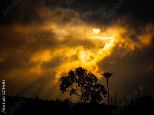 Cloudy sunset with a yellow colors and a tree