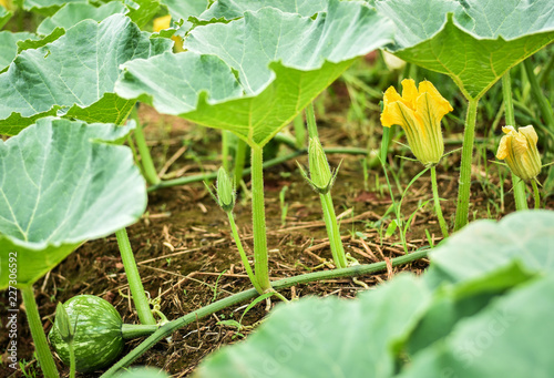 Young tiny Japanese pumpkin or dwarf pumpkin with the yellow flowers on the vine in farm. Other called it winter or autumn squash.