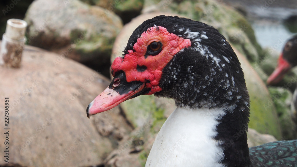 Fototapeta premium OLYMPUS DIGITAL CAMERA