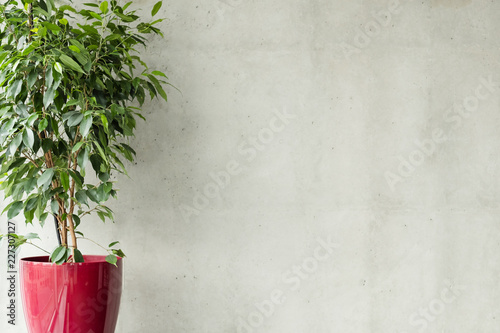 фотографія ficus benjamina in red pot against grey concrete wall