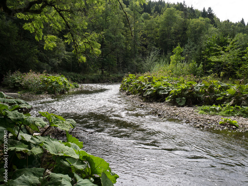 Idylle in der Wutachschlucht