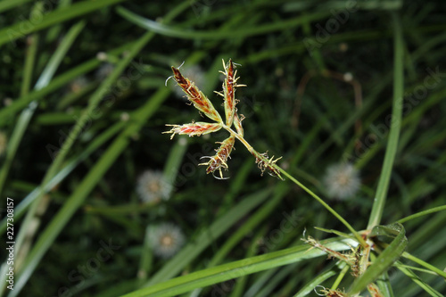 sprig of grass on a green background 