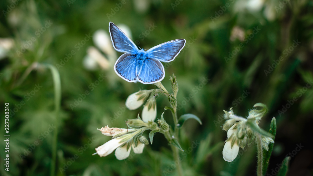 blue butterfly on a flower blue butterfly on a flower