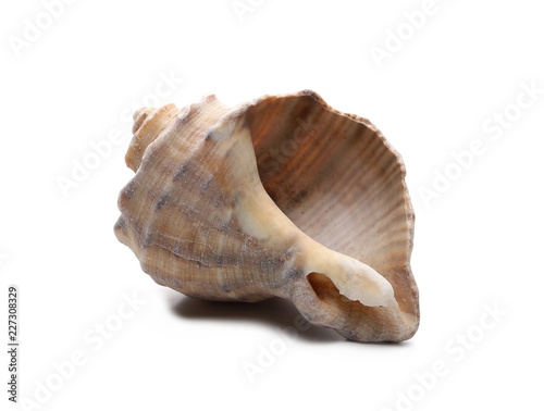 Decorative sea shell isolated on white background