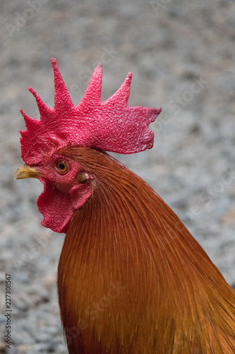 Kauai Rooster photo