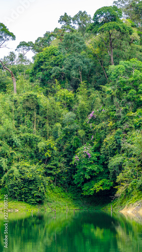 Rainforest landscape with lake