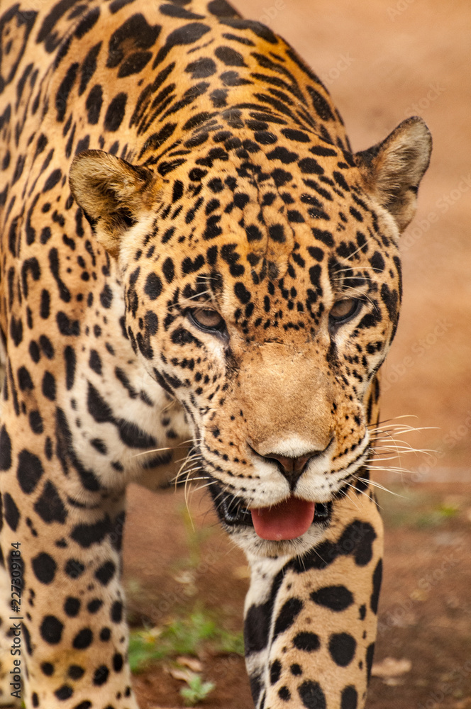 Leopard (captive) - India Leopard (captive) - India