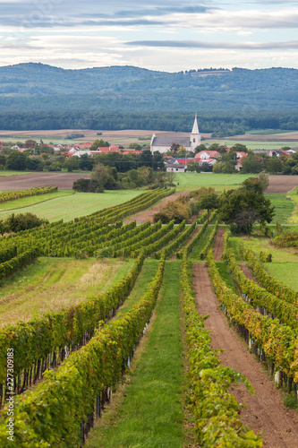 Vineyard in front of village with church