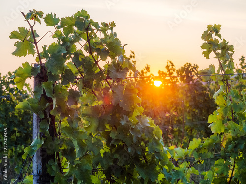Vineyard in autumn at sunset