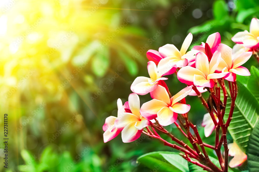 Obraz premium Pink frangipani flower or plumeria flower blooming on tree on sunset light at summer time.