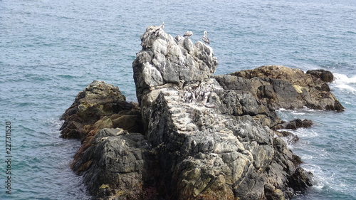 Pelican birds at a rocky beach © Alex