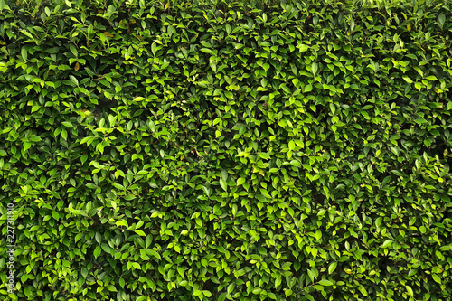 фотографія banyan tree background - ficus annulata