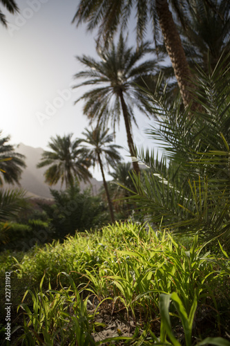 Saftig Grüne Oase im Oman