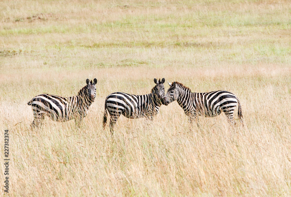 three zebras in the savannah - National Park Masai Mara in Kenya three zebras in the savannah - National Park Masai Mara in Kenya