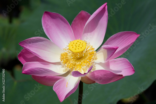 Close-up of lotus flower in a pond