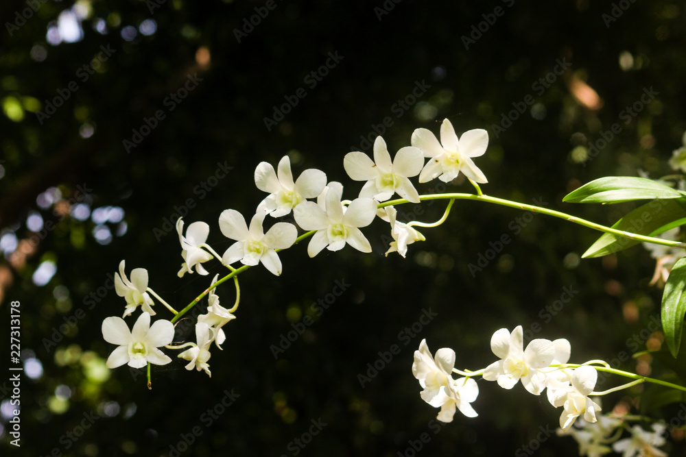 white flowers of a tree white flowers of a tree