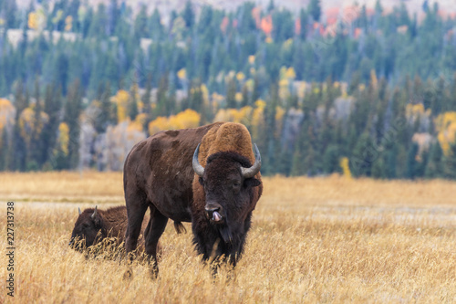 American Bison bull in Autumn