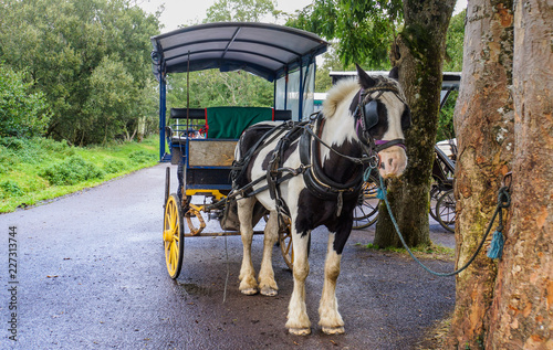 Konstfotografi Irish traditional Horse and Jaunting car providing trips around Lake Killarney a
