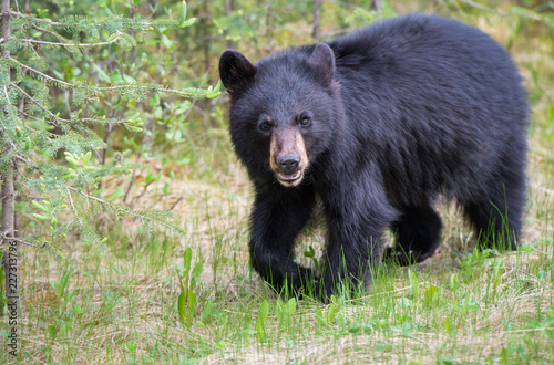 Black bear in the wild © Jillian