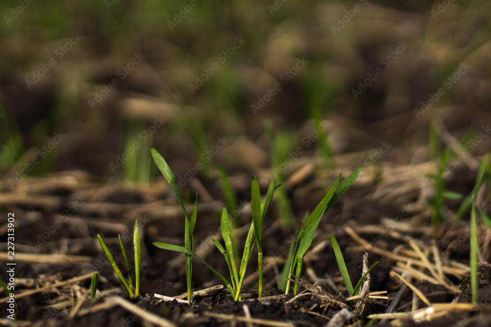 Wheat sprouts in the field on a dark background Wheat sprouts in the field on a dark background