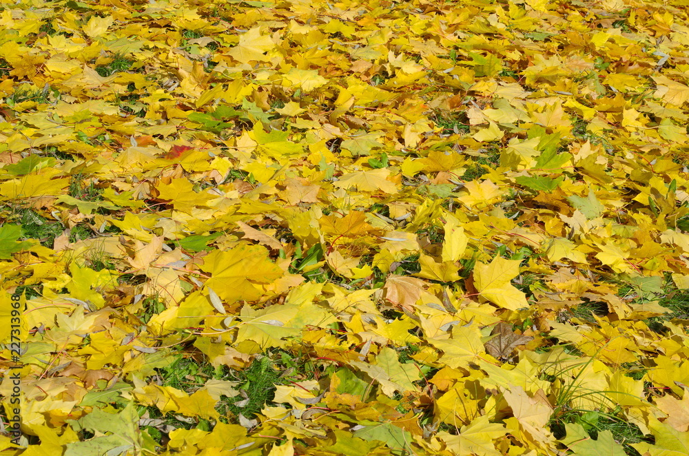 Fallen yellow maple leaves