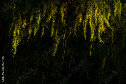 Green branches of pine on a black background.