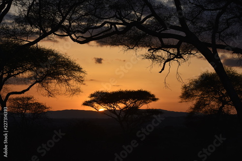 Safari sunset