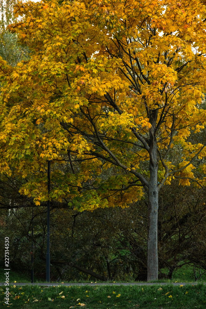 Autumn yellow-red maple on a background of green willow.