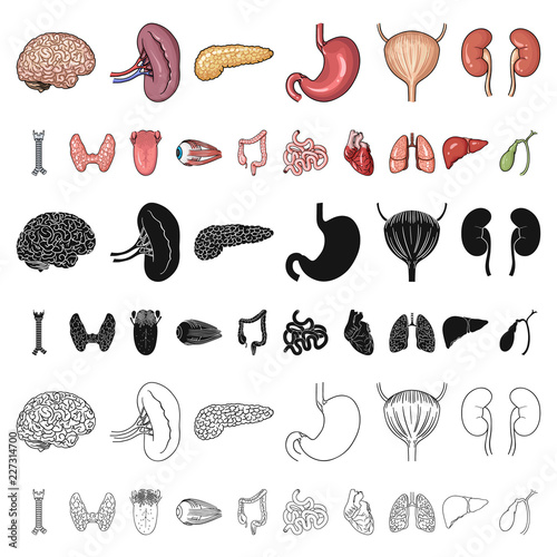 Human organs cartoon icons in set collection for design. Anatomy and internal organs vector symbol stock web illustration.