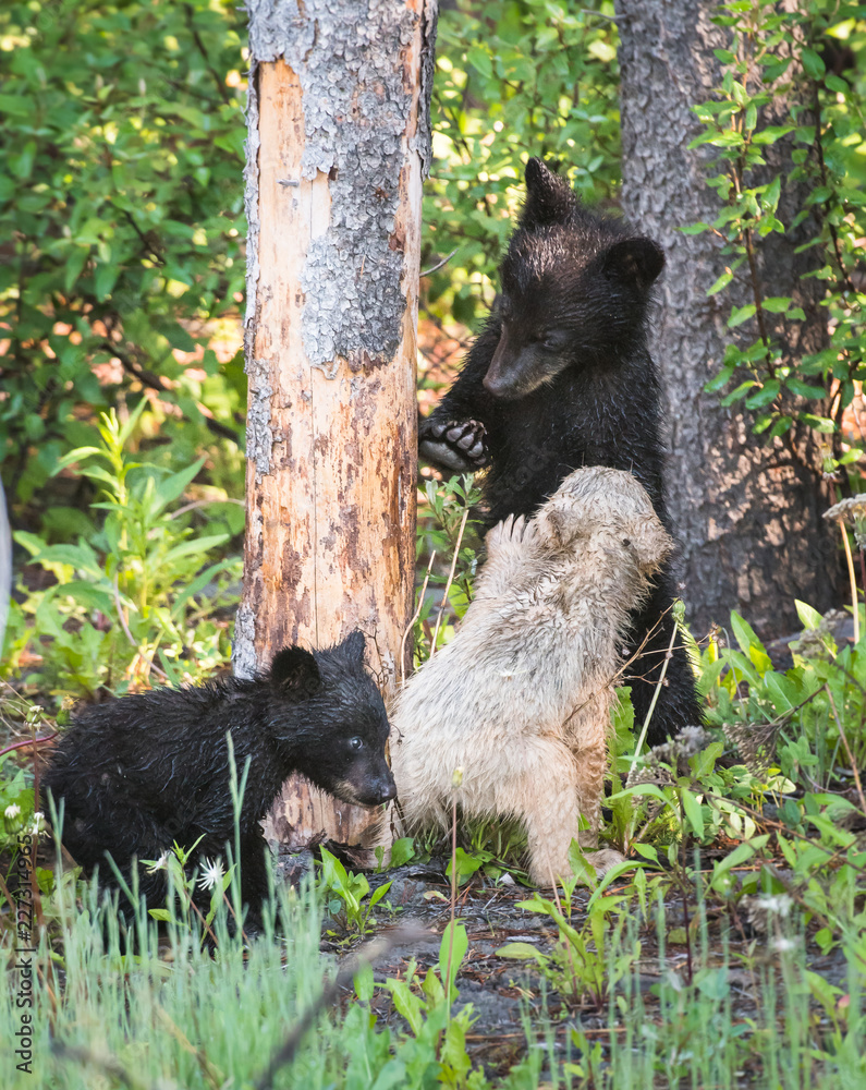 wildlife, wild, wilderness, canada, canadian wildlife, fur, outdoors, nature, biodiversity, conservation, protected areas, wild animal, black, black bear, bear wildlife, wild, wilderness, canada, canadian wildlife, fur, outdoors, nature, biodiversity, conservation, protected areas, wild animal, black, black bear, bear