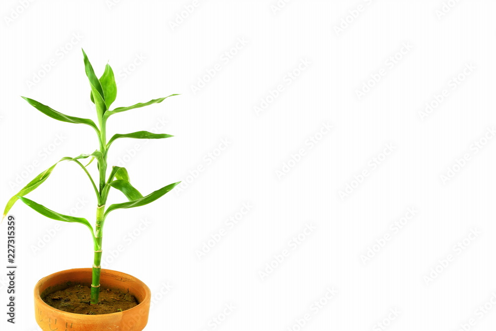 Fototapeta premium Lucky bamboo,Ribbon dracaena,Dracaena braunii, Belgian evergreen, Ribbon plant in pot on white background with copy space