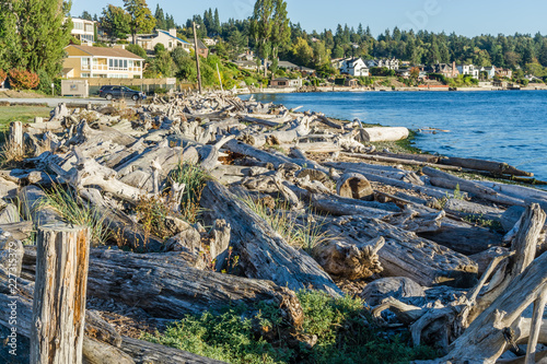Coastline Driftwood Piles 2