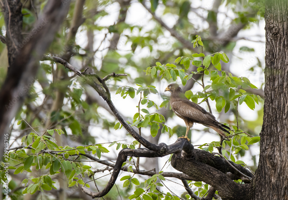 A white eyed buzzard perched on a tree inside pench tiger reserve during a hot summer day A white eyed buzzard perched on a tree inside pench tiger reserve during a hot summer day