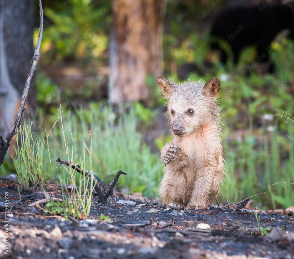 wildlife, wild, wilderness, canada, canadian wildlife, fur, outdoors, nature, biodiversity, conservation, protected areas, wild animal, black, black bear, bear wildlife, wild, wilderness, canada, canadian wildlife, fur, outdoors, nature, biodiversity, conservation, protected areas, wild animal, black, black bear, bear