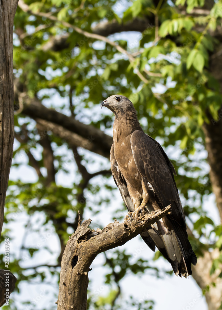 An oriental honey buzzard sitting on a tree inside pench tiger reserve during a wildlife safari An oriental honey buzzard sitting on a tree inside pench tiger reserve during a wildlife safari