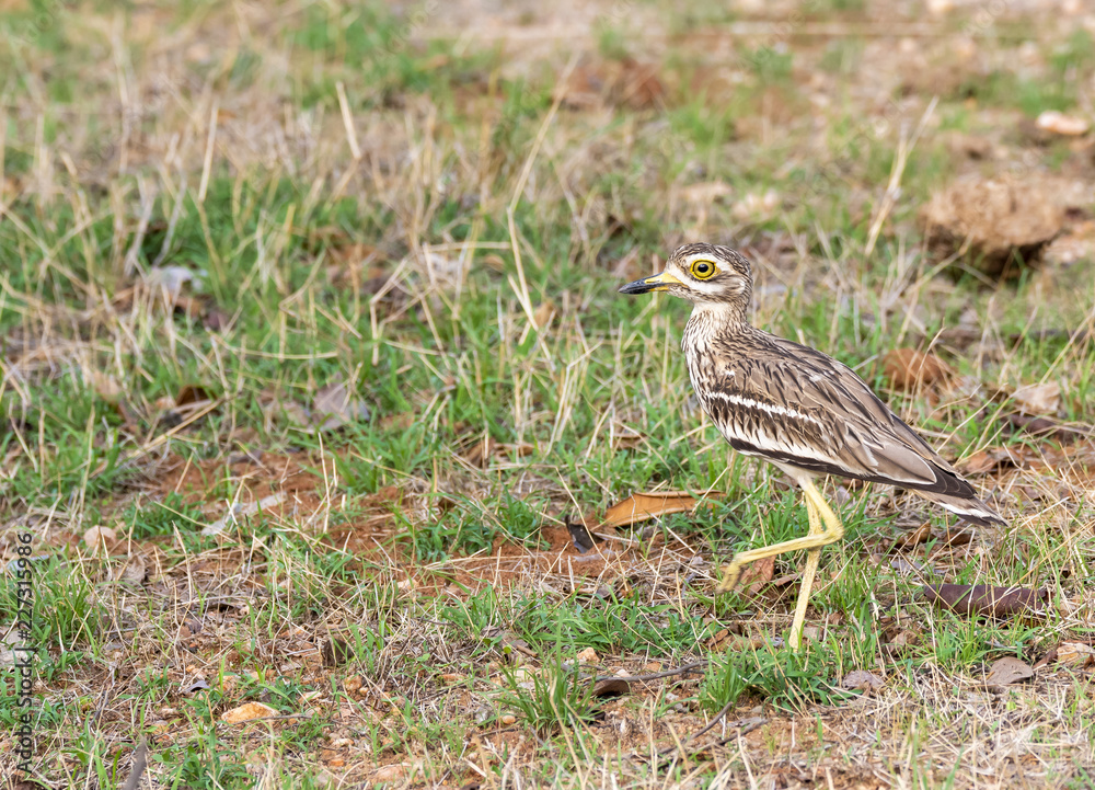 A eurasian stone curlew resting inside pench tiger reserve A eurasian stone curlew resting inside pench tiger reserve