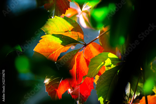 autumn leaves