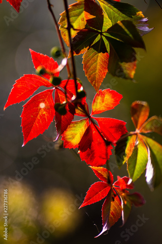 red autumn leaves