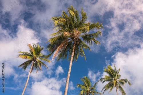 Palm trees against blue sky on Koh Kood island in Thailand