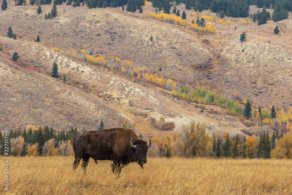 American Bison bull in Autumn