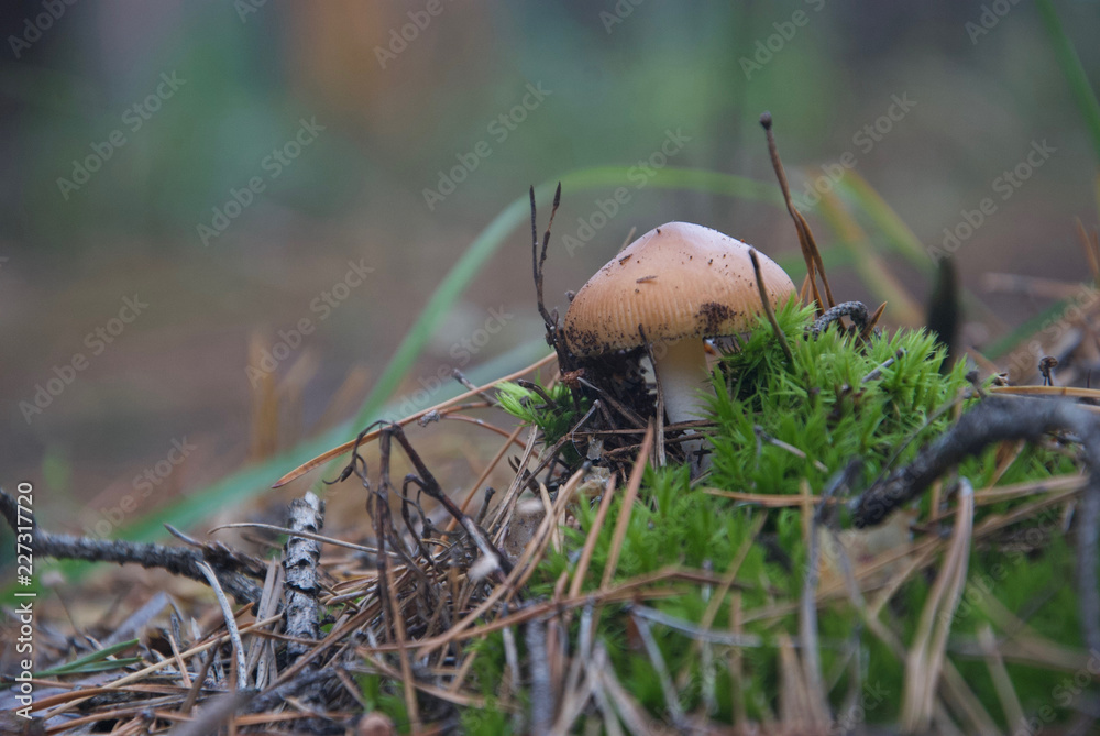 beautiful forest mushrooms from under Kiev beautiful forest mushrooms from under Kiev
