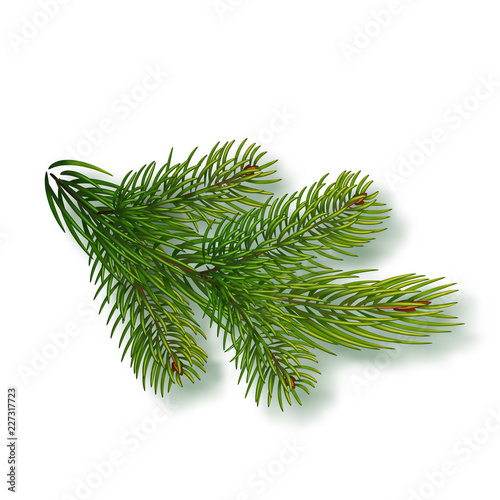 Spruce branch isolated on background. Christmas tree branch. Realistic Christmas Vector illustration. Design element for Xmas cards. New year party posters