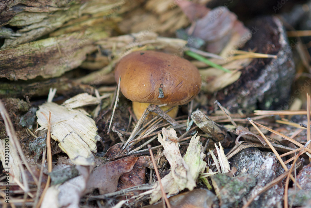beautiful forest mushrooms from under Kiev beautiful forest mushrooms from under Kiev