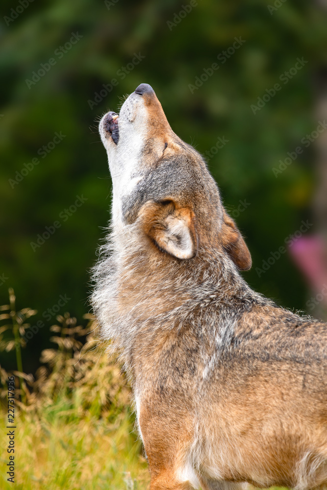 Fototapeta Large male grey wolf howling loud in the forest