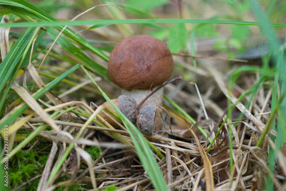 beautiful forest mushrooms from under Kiev beautiful forest mushrooms from under Kiev
