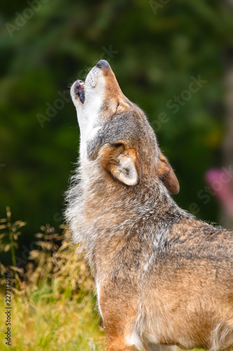Canvastavla Large male grey wolf howling loud in the forest