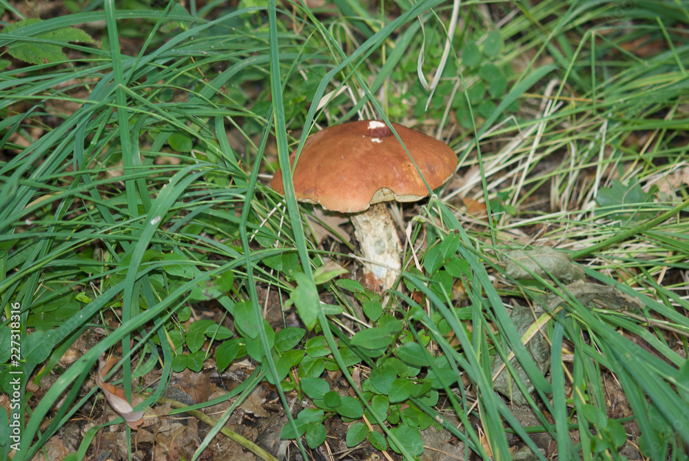 beautiful forest mushrooms from under Kiev beautiful forest mushrooms from under Kiev
