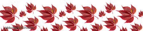 panorama autumn pattern of red leaves of wild grapes