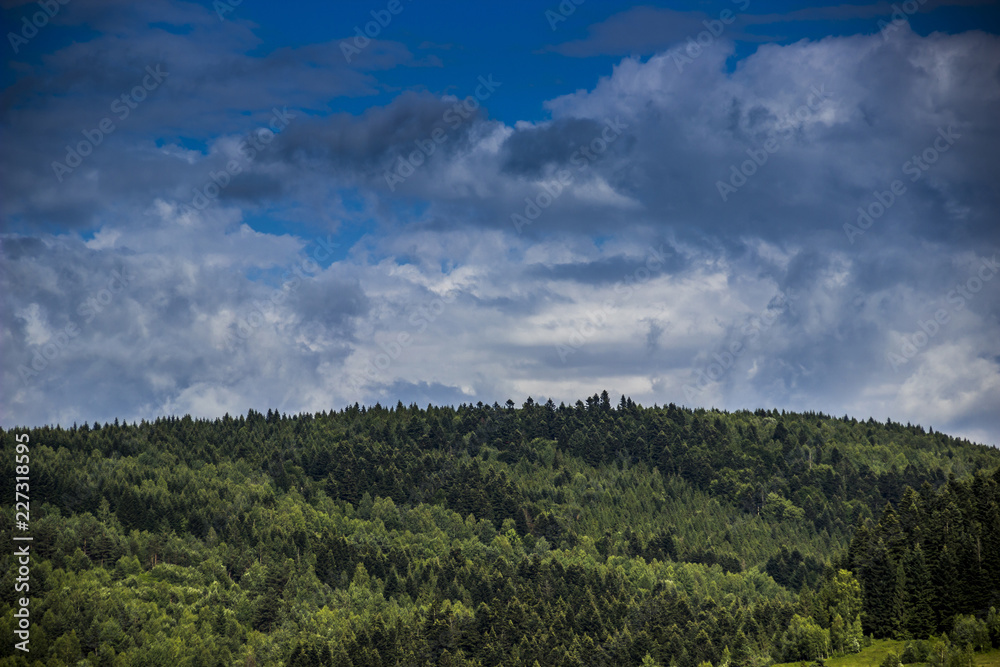 Obraz premium spruce forest landscape